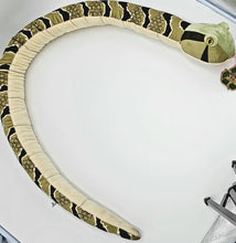 Wild Onez Timber Rattler 54"