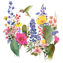 #071 New Hummers Desert Blooms